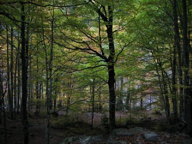 Bosque de hayas