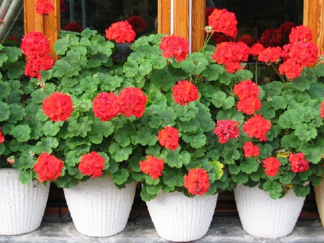 ... un deseo: que repitamos pronto los Pirineos.. �en primavera? 